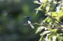 Trinidad2005 - 114 * White-necked Jacobin Hummingbird.